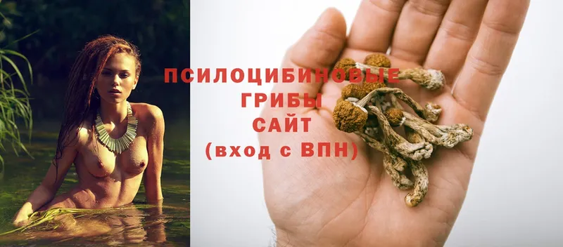 Псилоцибиновые грибы прущие грибы  наркошоп  Ак-Довурак 